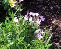 phlox pilosa 2r.jpg